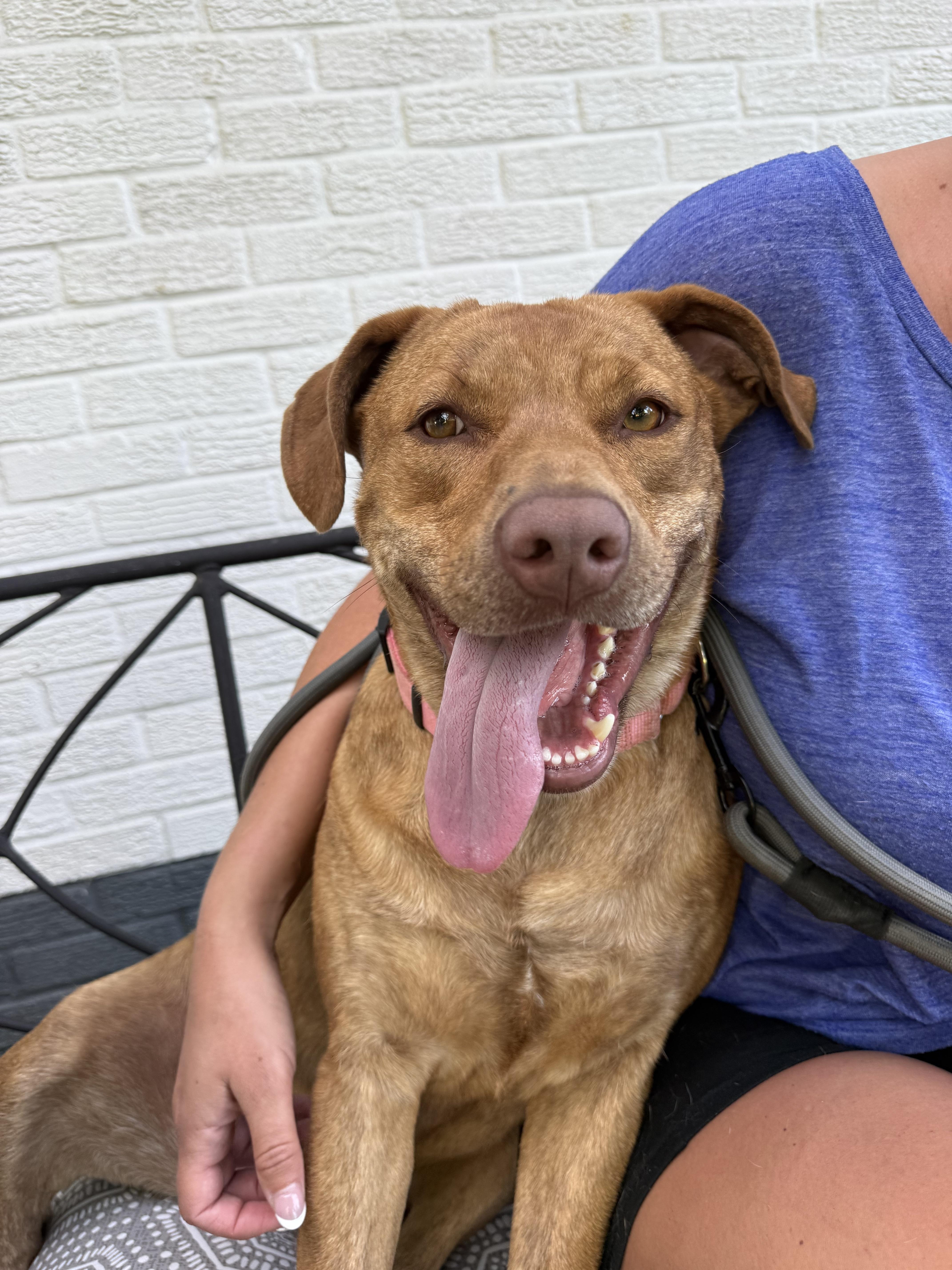 Hunny, a ADOPTABLE mixed breed in Spring Hill, TN image 1/6