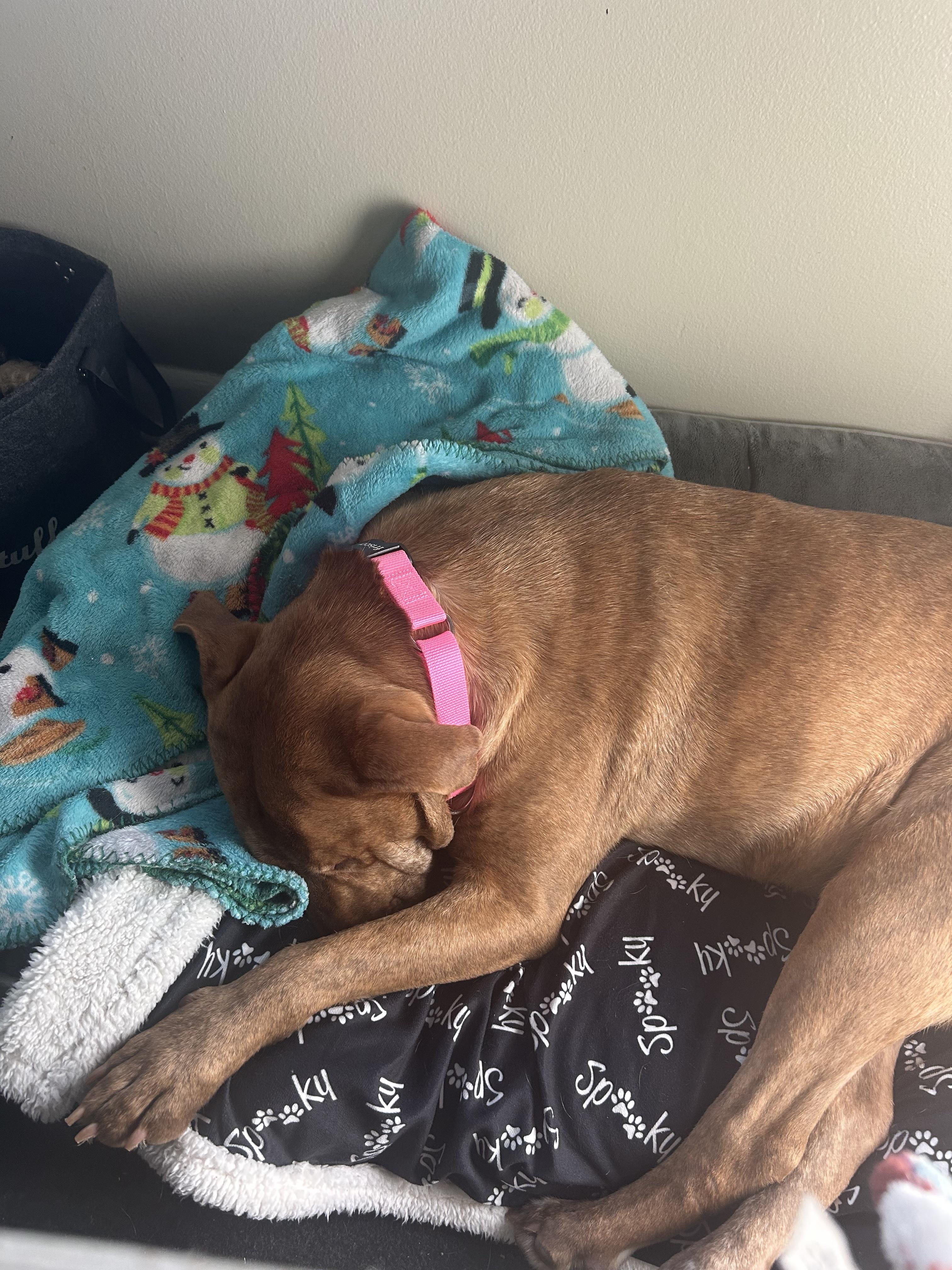 Enlarge Hunny the Unicorn, a ADOPTABLE mixed breed in Spring Hill, TN image 3/4