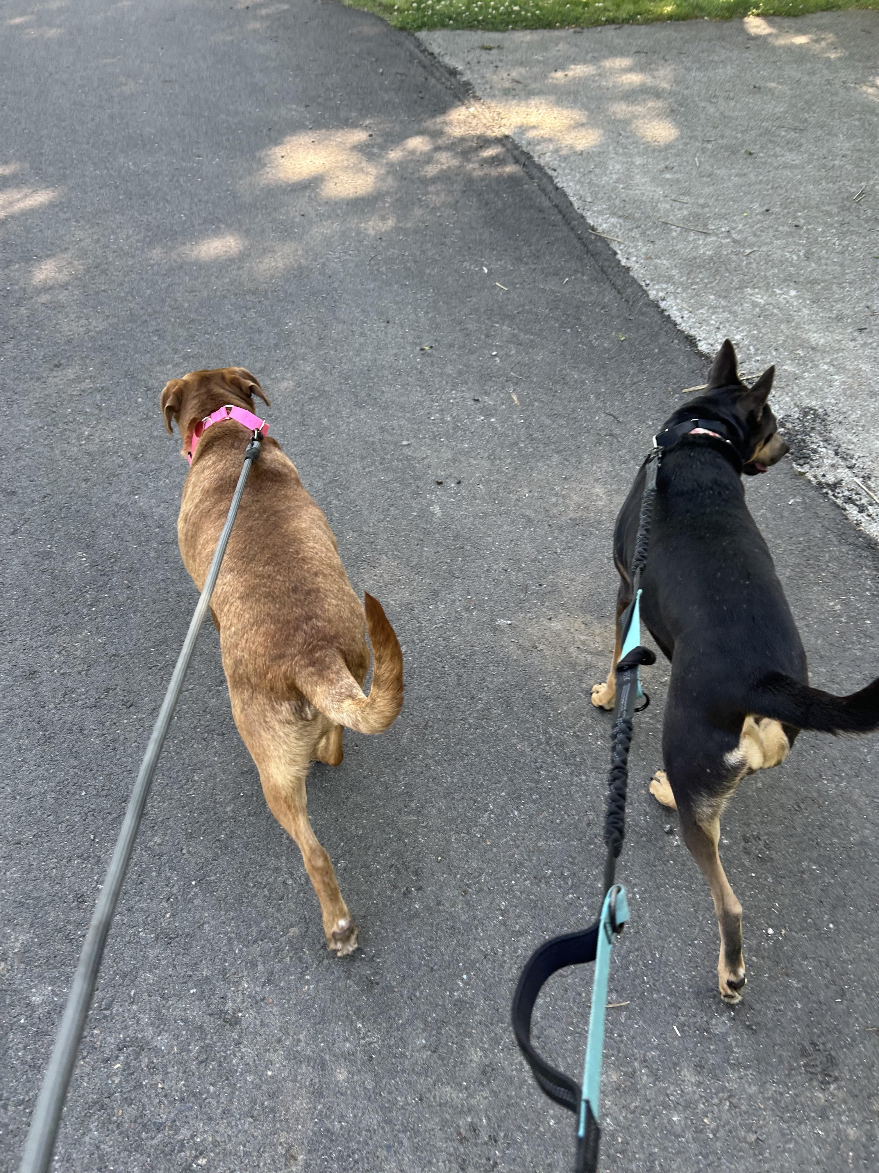 Enlarge Hunny the Unicorn, a ADOPTABLE mixed breed in Spring Hill, TN image 4/4