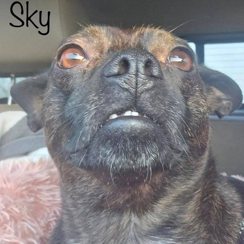 Sky, Adopted, Young Female Mixed Breed.
