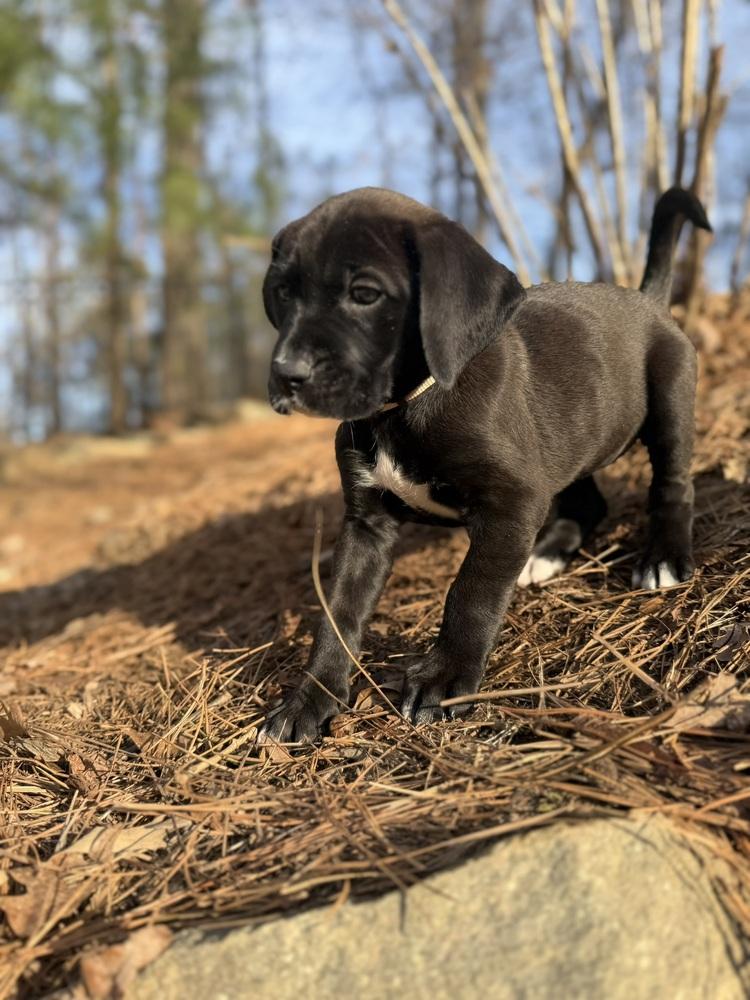 Felicity, a Adoptable mixed breed in Hartwell, GA image 1/6