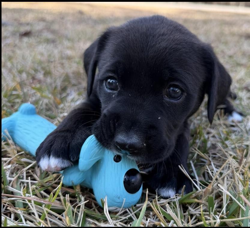Felicity, a Adoptable mixed breed in Hartwell, GA image 2/6
