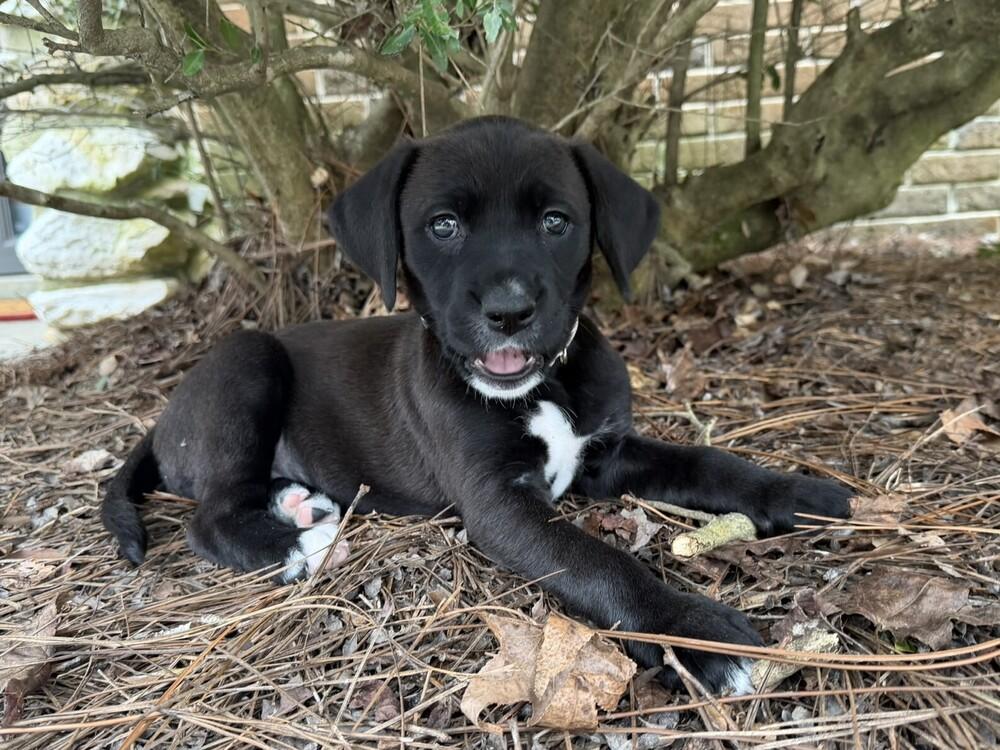 Felicity, a Adoptable mixed breed in Hartwell, GA image 3/6