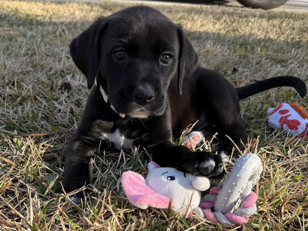Felicity, a Adoptable mixed breed in Hartwell, GA image 4/6