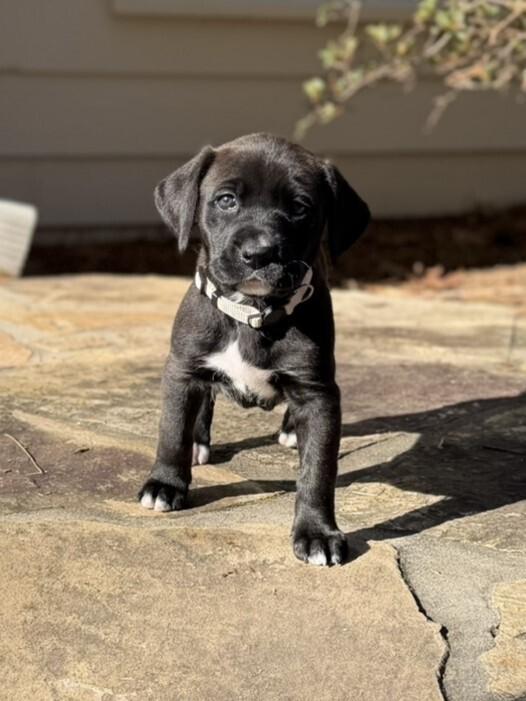 Felicity, a Adoptable mixed breed in Hartwell, GA image 5/6