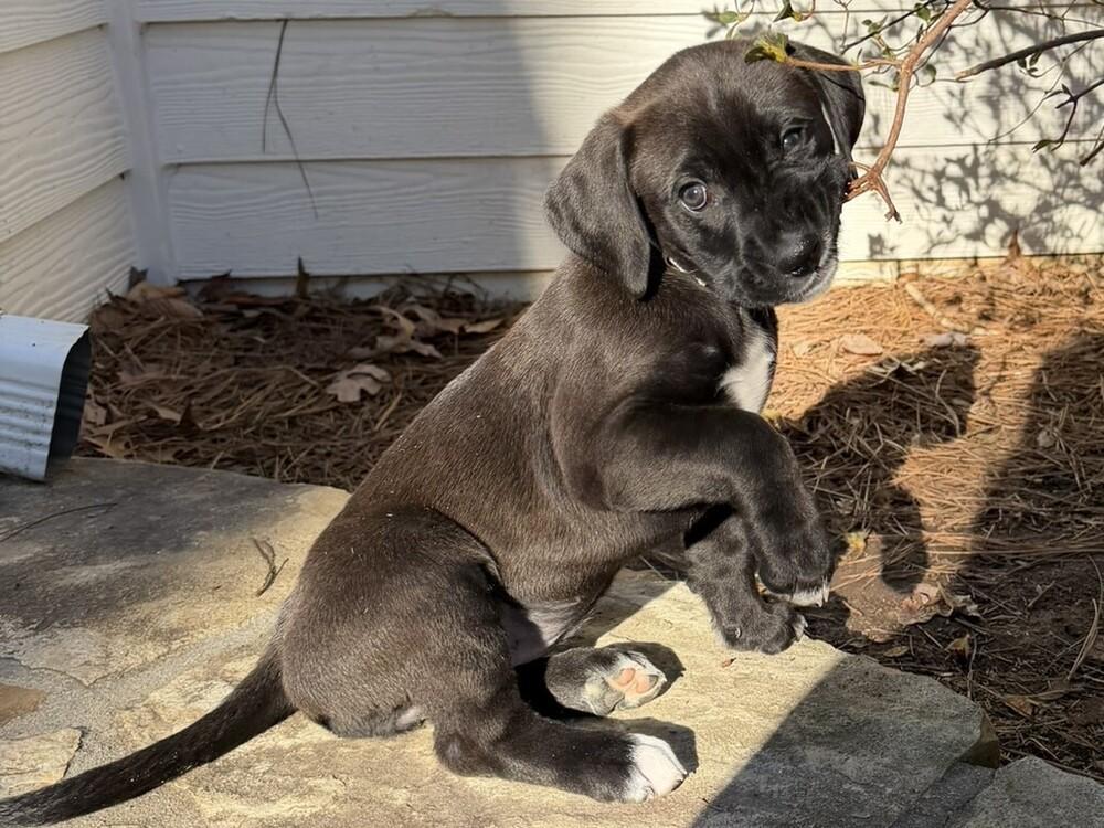 Felicity, a Adoptable mixed breed in Hartwell, GA image 6/6