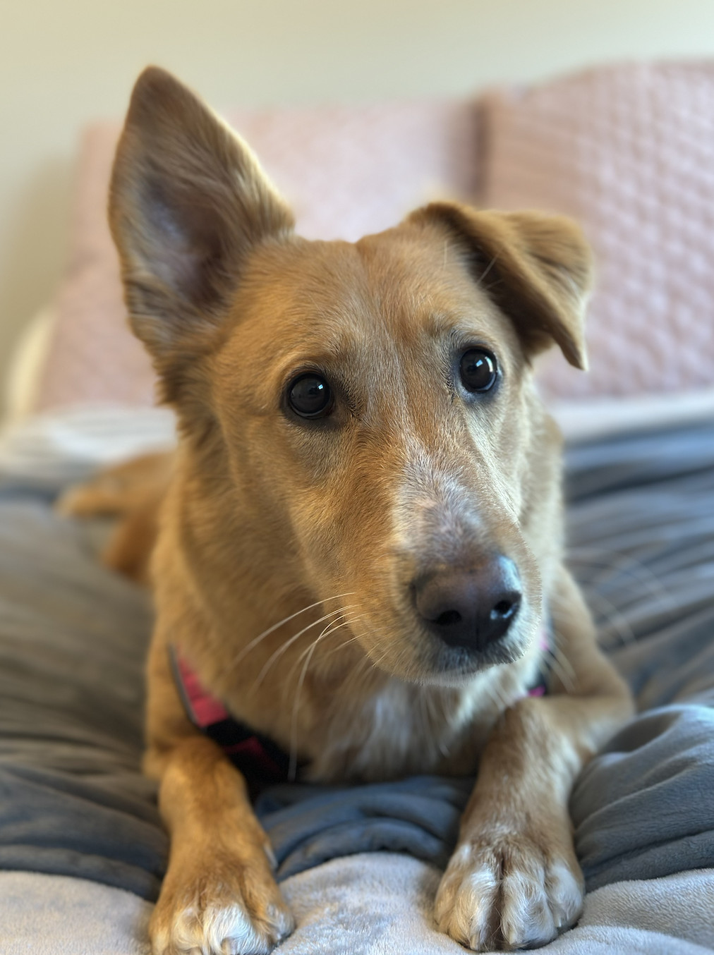 Enlarge Dixie, a Adopted mixed breed in Charlotte, NC image 1/5