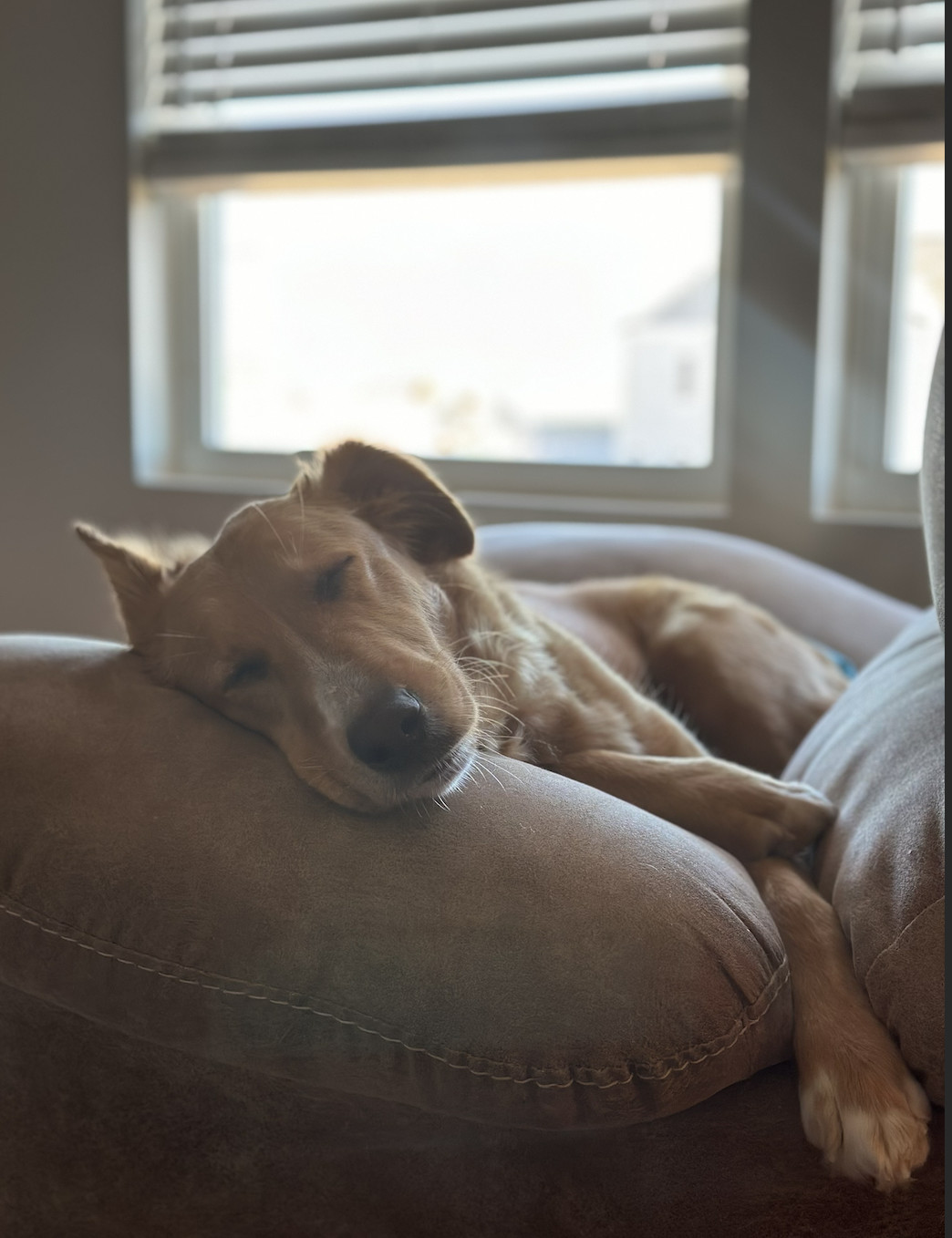 Enlarge Dixie, a Adopted mixed breed in Charlotte, NC image 3/5