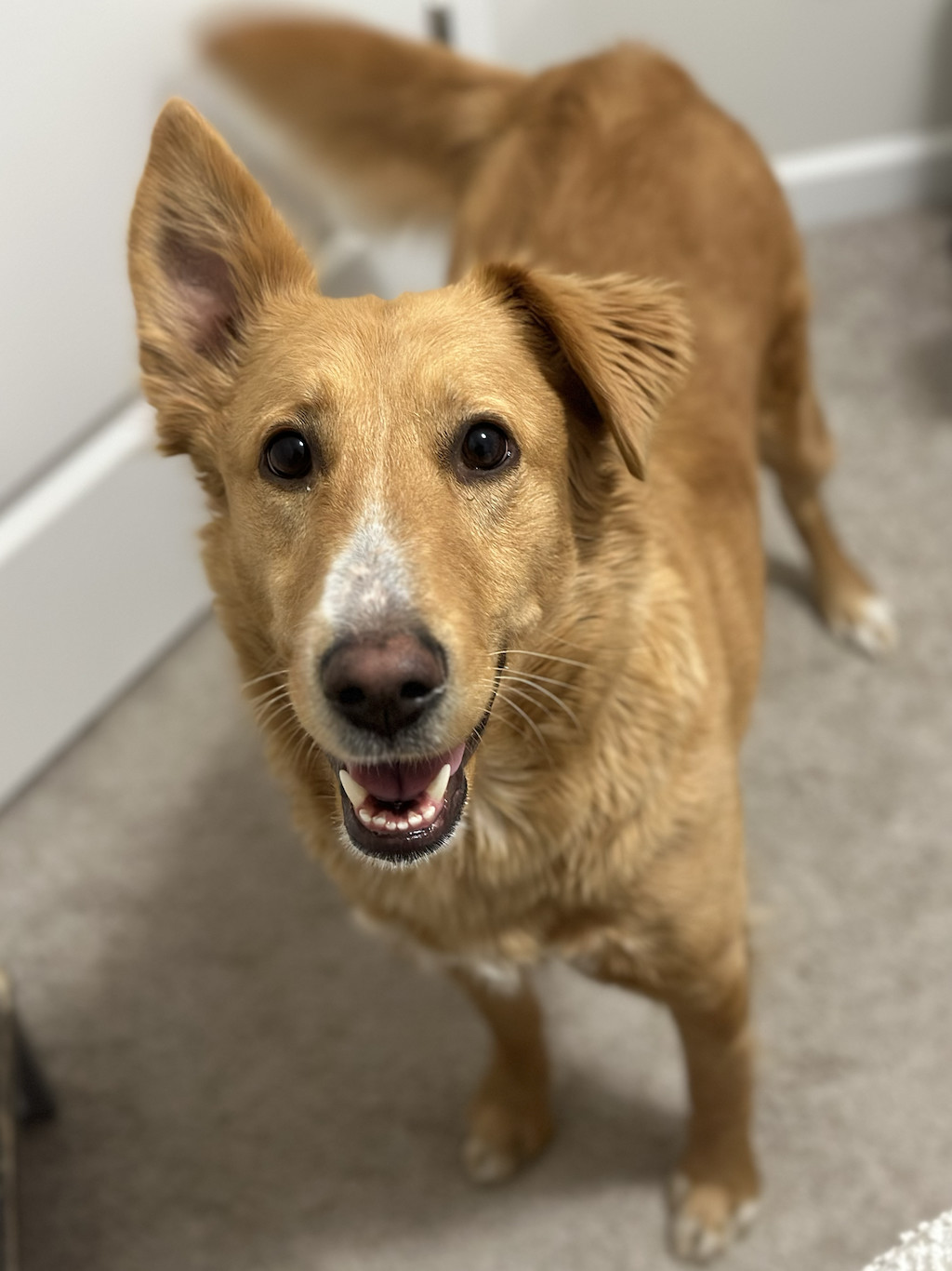 Enlarge Dixie, a Adopted mixed breed in Charlotte, NC image 4/5