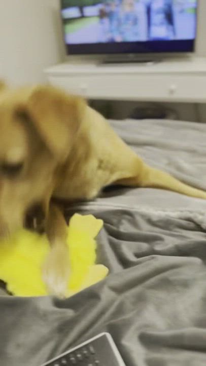 Enlarge Dixie, a Adopted mixed breed in Charlotte, NC video 5/5