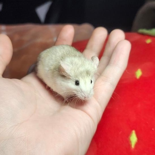 Banks, ADOPTABLE, Adult Male Mouse.