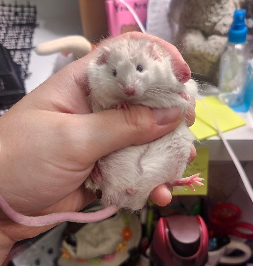 Enlarge Banks, a ADOPTABLE Mouse in West Chester, OH image 2/3
