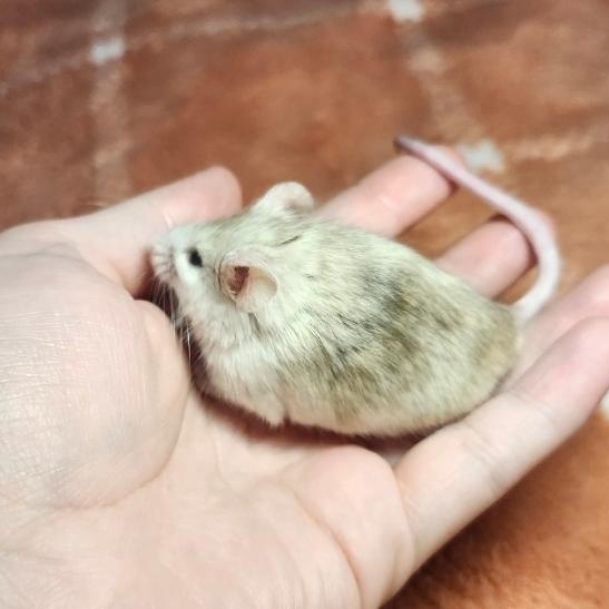 Enlarge Banks, a ADOPTABLE Mouse in West Chester, OH image 3/3