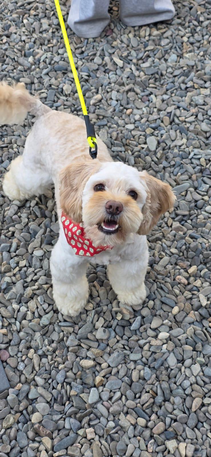 Chowder, Adoptable, Adult Male Cocker Spaniel.