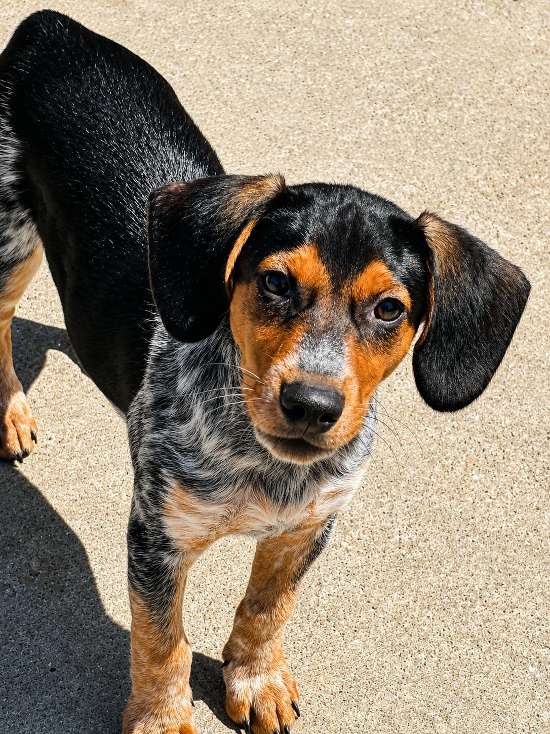 Cooper, adopted, Puppy Male Mixed Breed.