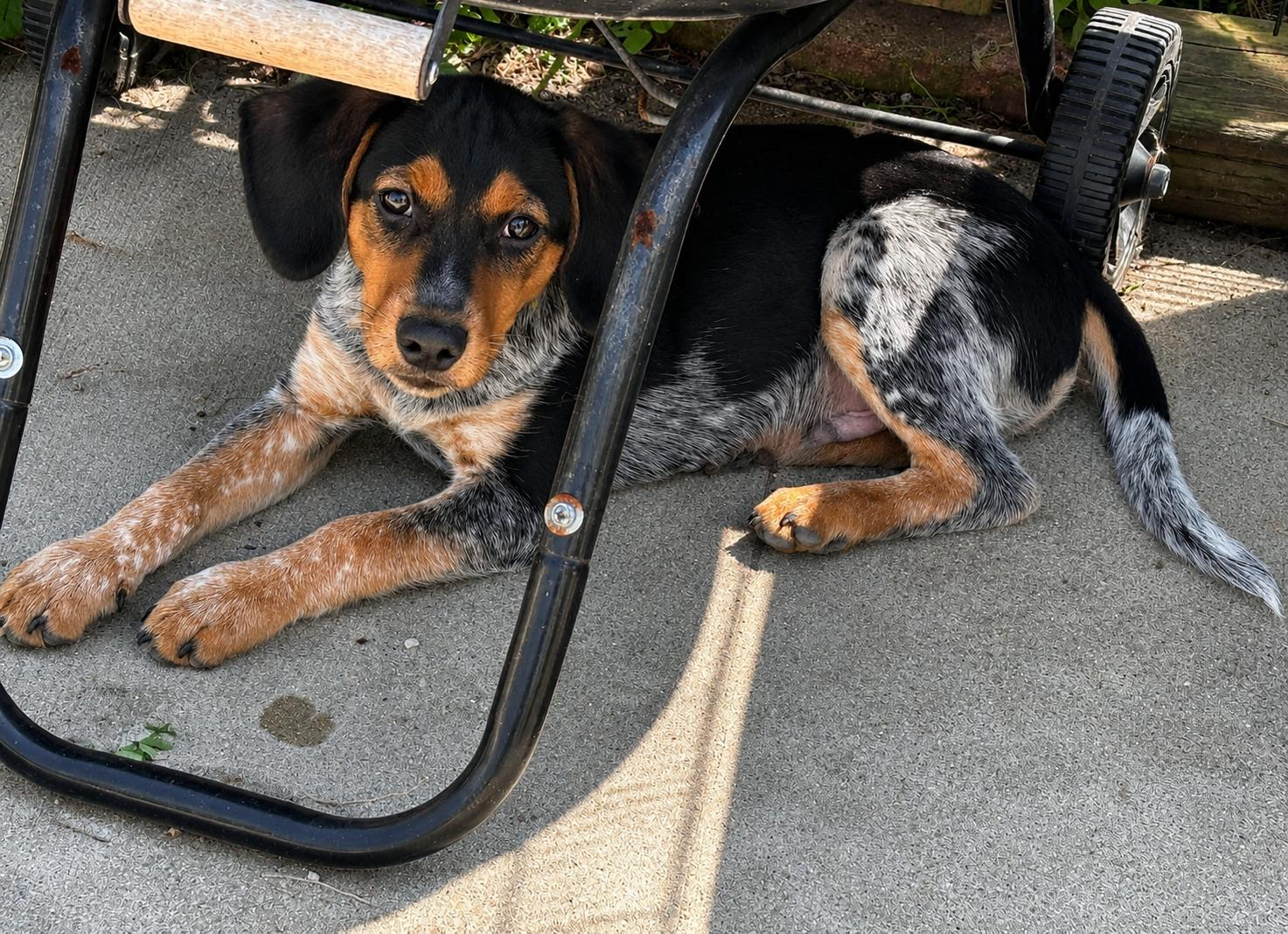 Cooper, an adopted Mixed Breed in Kenosha, WI image 3/3