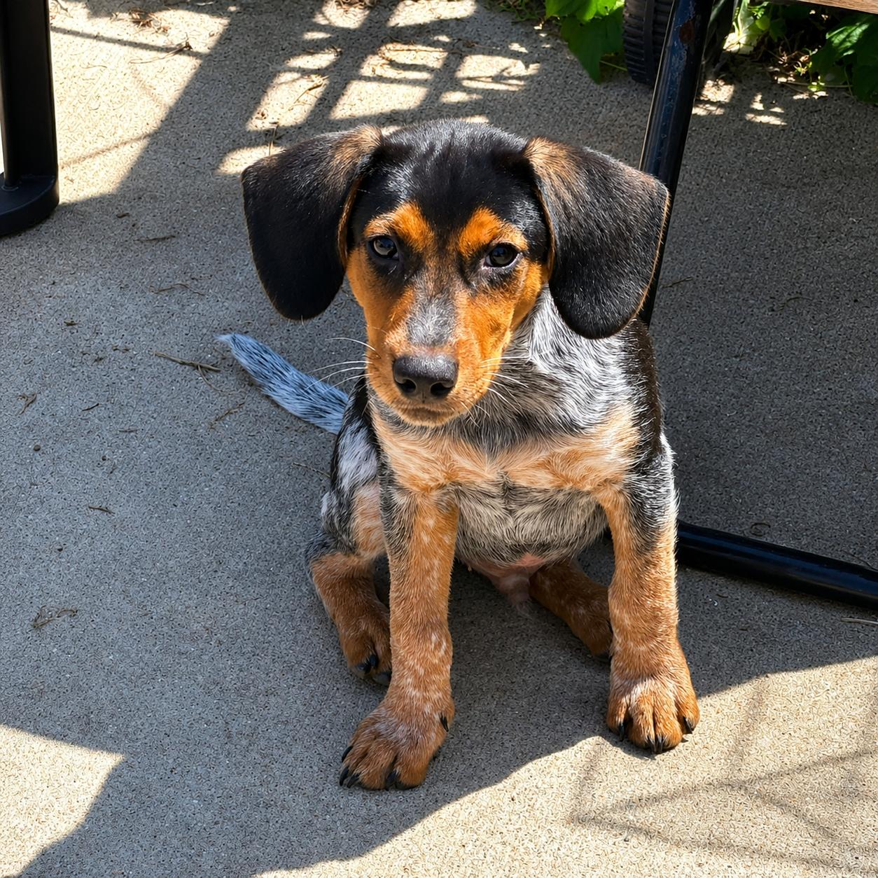 Cooper, an adopted Mixed Breed in Kenosha, WI image 2/3