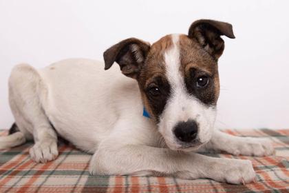 Enlarge Tom Nook, a Adoptable mixed breed in Greenville, SC image 1/1