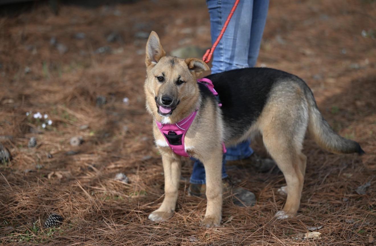 Cookie, a ADOPTABLE mixed breed in Lyndonville, VT image 1/3