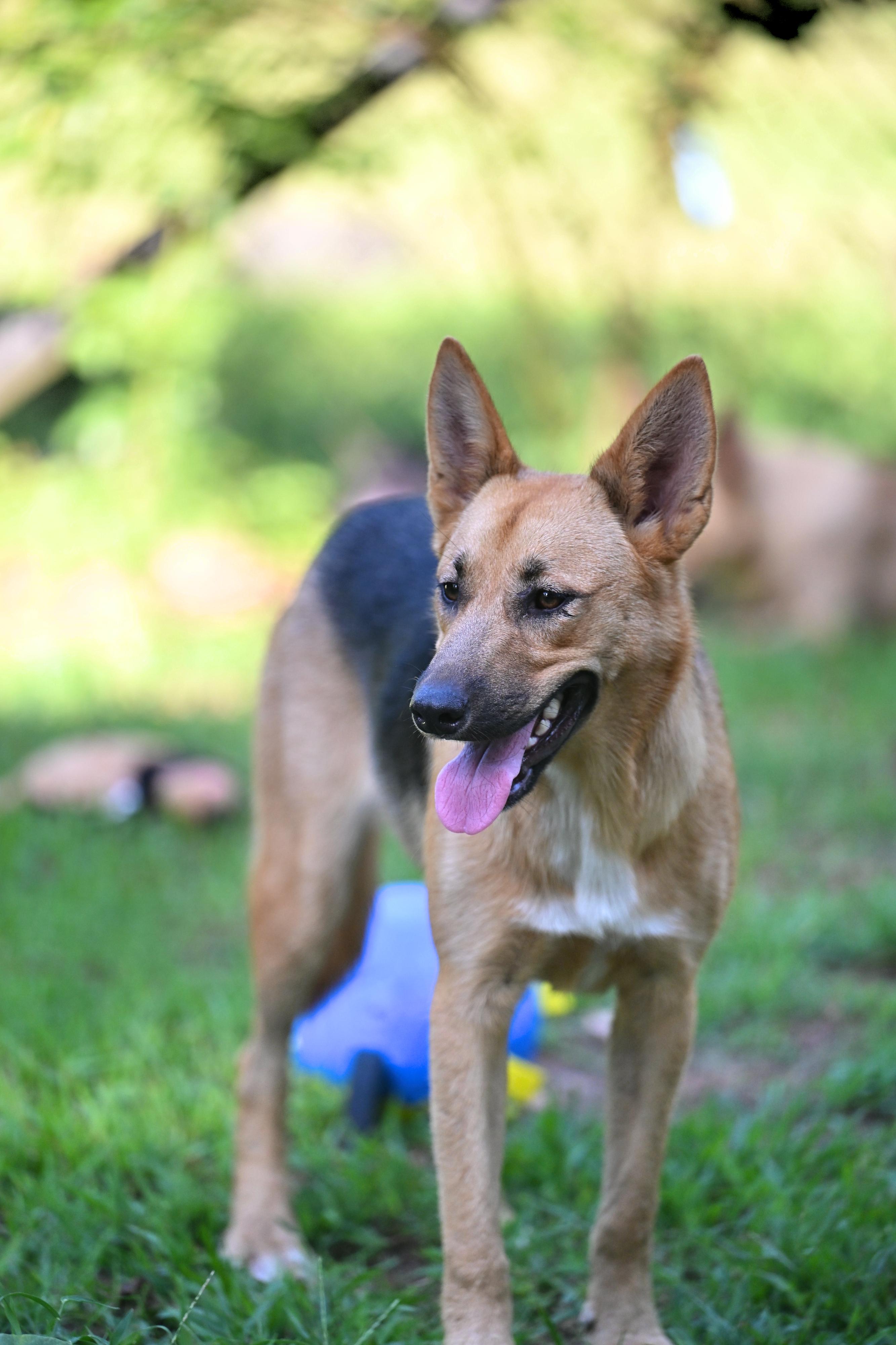Enlarge Cookie - WAIVED ADOPTION FEE, a ADOPTABLE mixed breed in Underhill, VT image 6/6