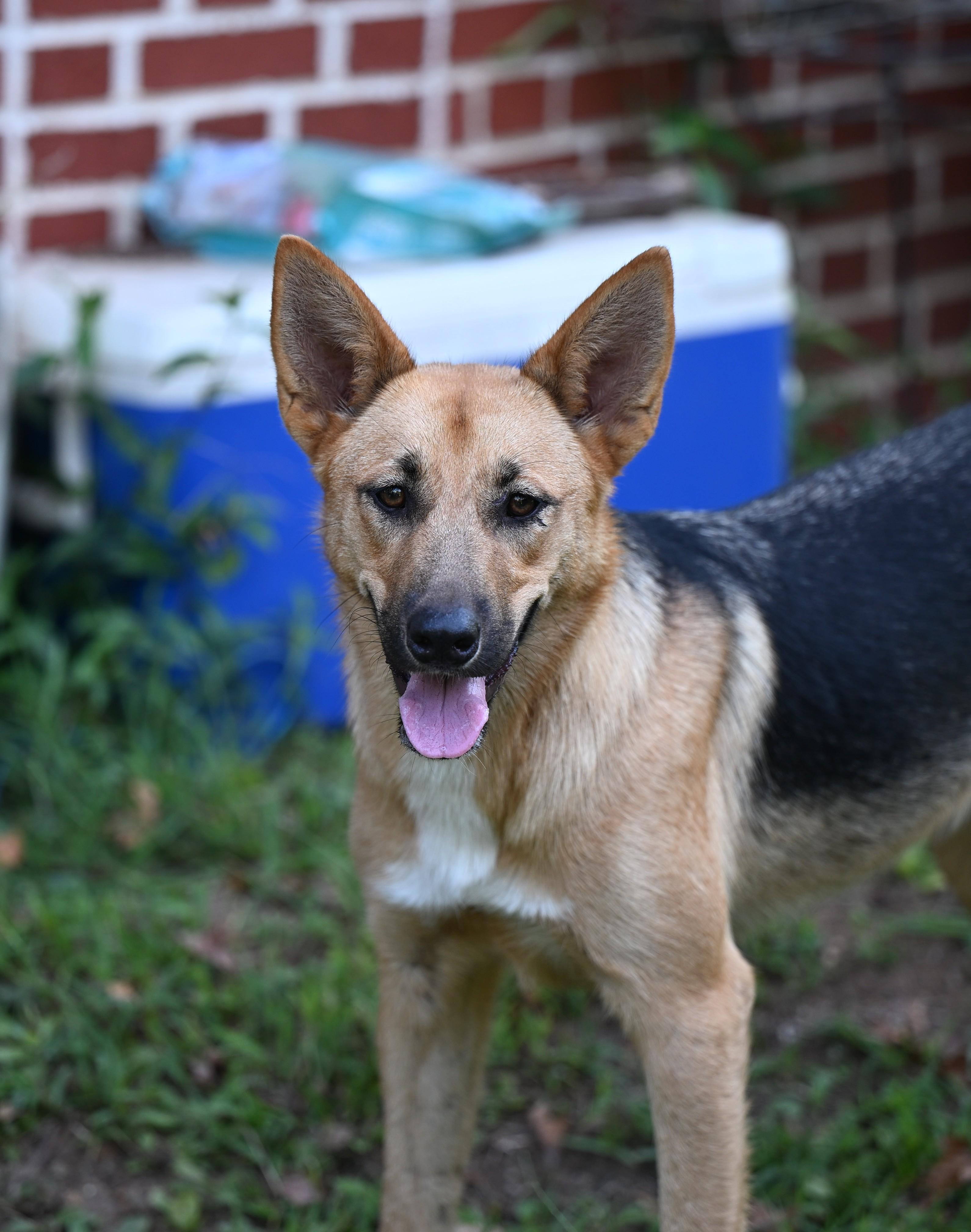 Enlarge Cookie - WAIVED ADOPTION FEE, a ADOPTABLE mixed breed in Underhill, VT image 5/6
