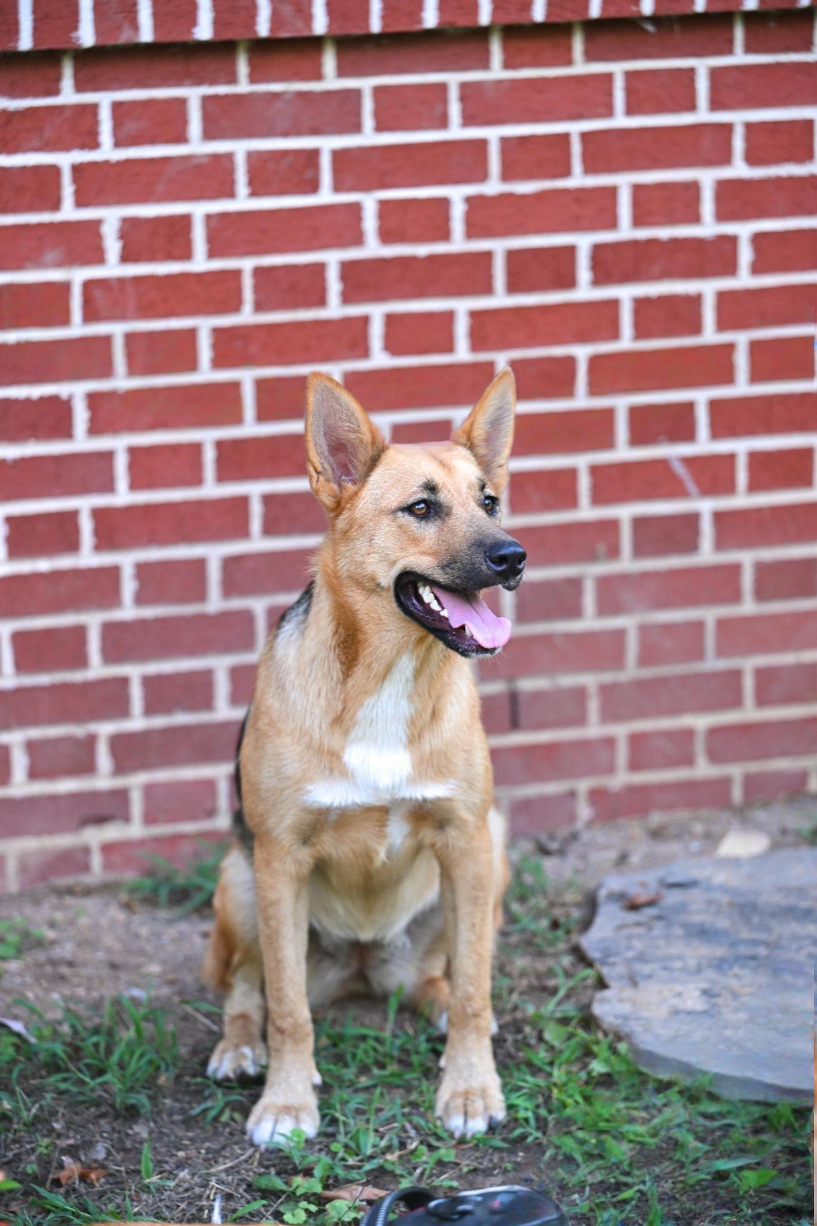 Enlarge Cookie - WAIVED ADOPTION FEE, a ADOPTABLE mixed breed in Underhill, VT image 2/6
