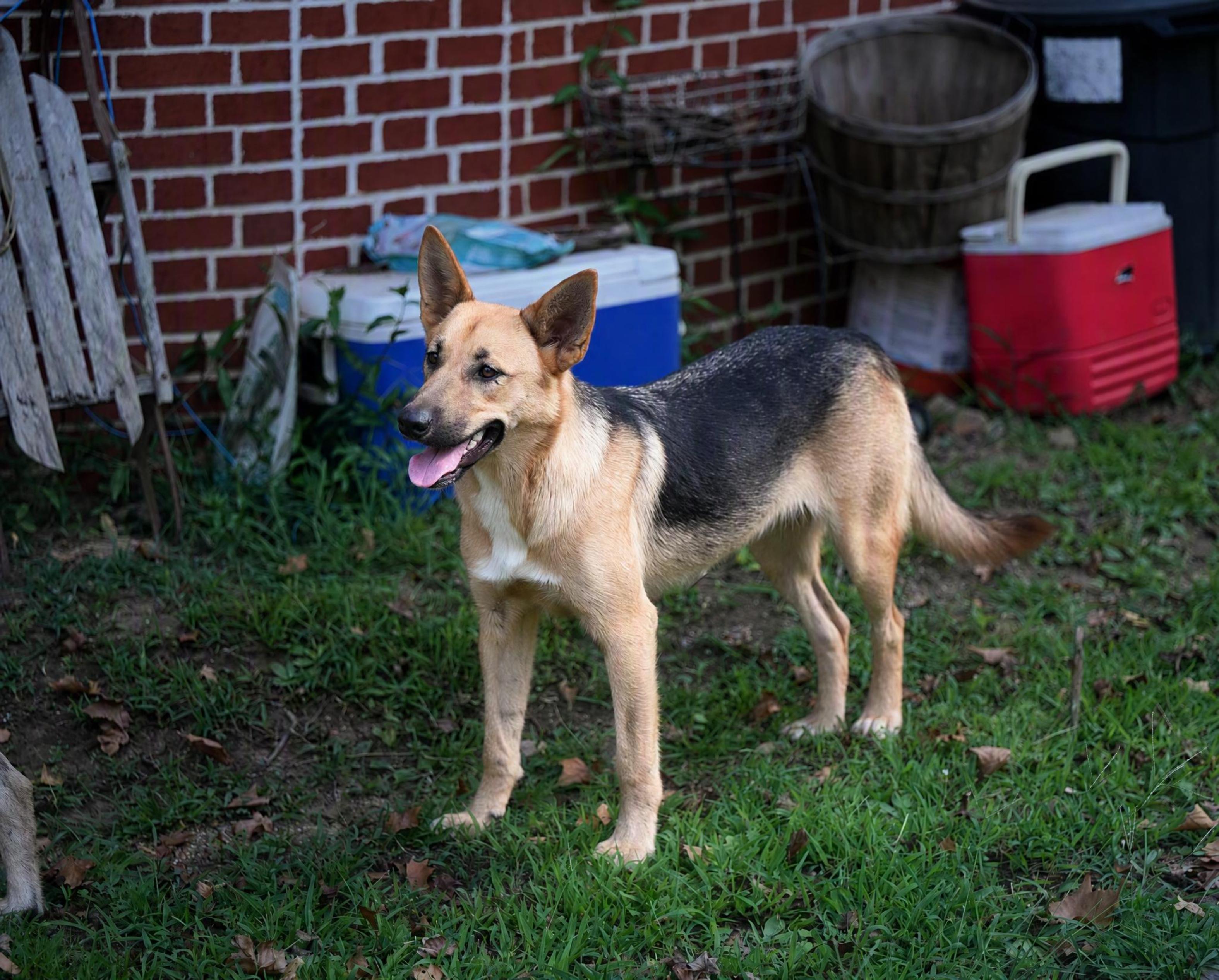 Enlarge Cookie - WAIVED ADOPTION FEE, a ADOPTABLE mixed breed in Underhill, VT image 4/6