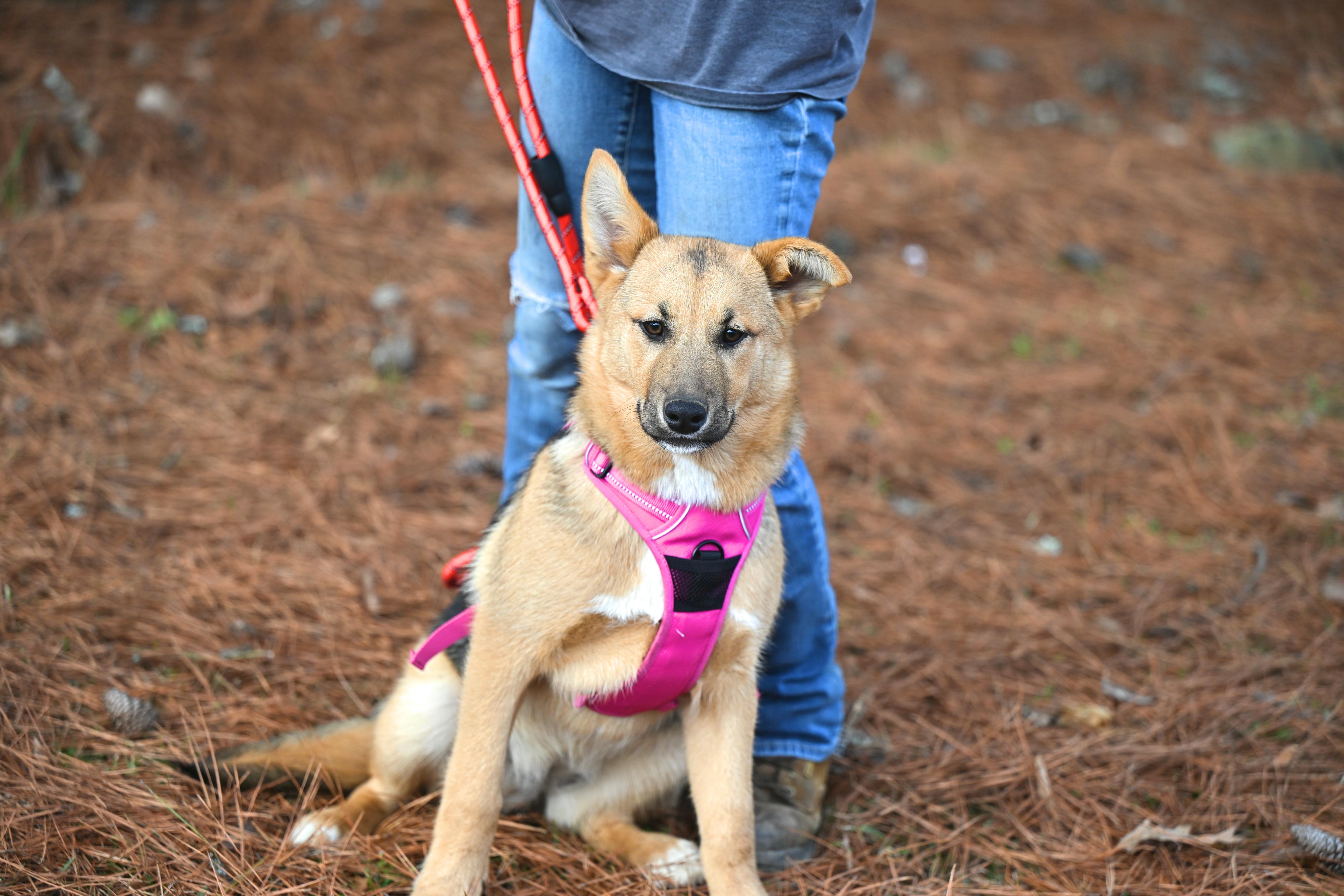 Cookie, a ADOPTABLE mixed breed in Lyndonville, VT image 3/3
