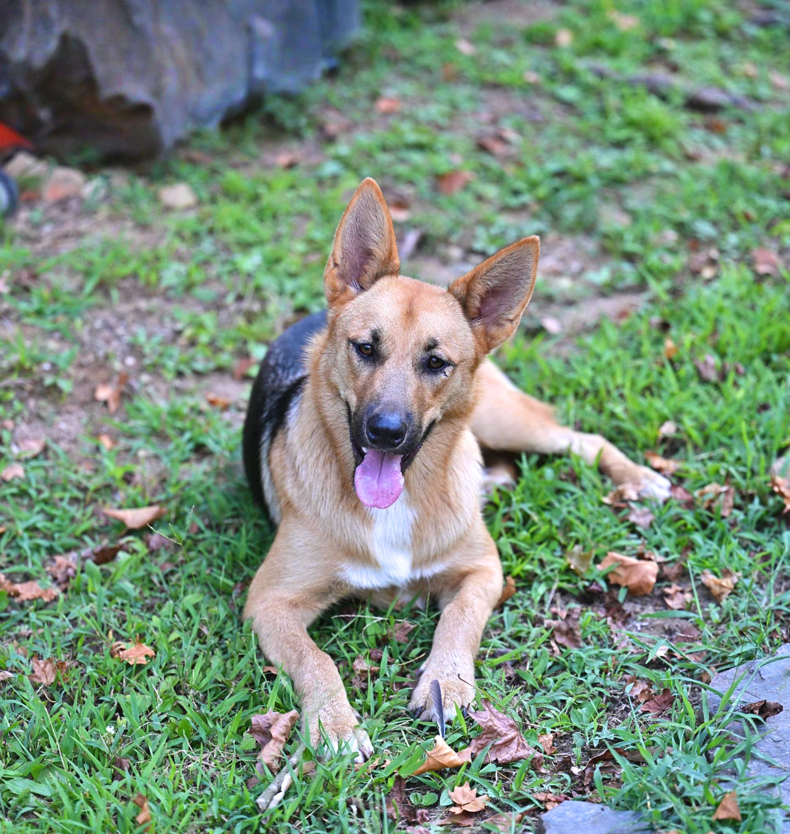 Enlarge Cookie - WAIVED ADOPTION FEE, a ADOPTABLE mixed breed in Underhill, VT image 3/6