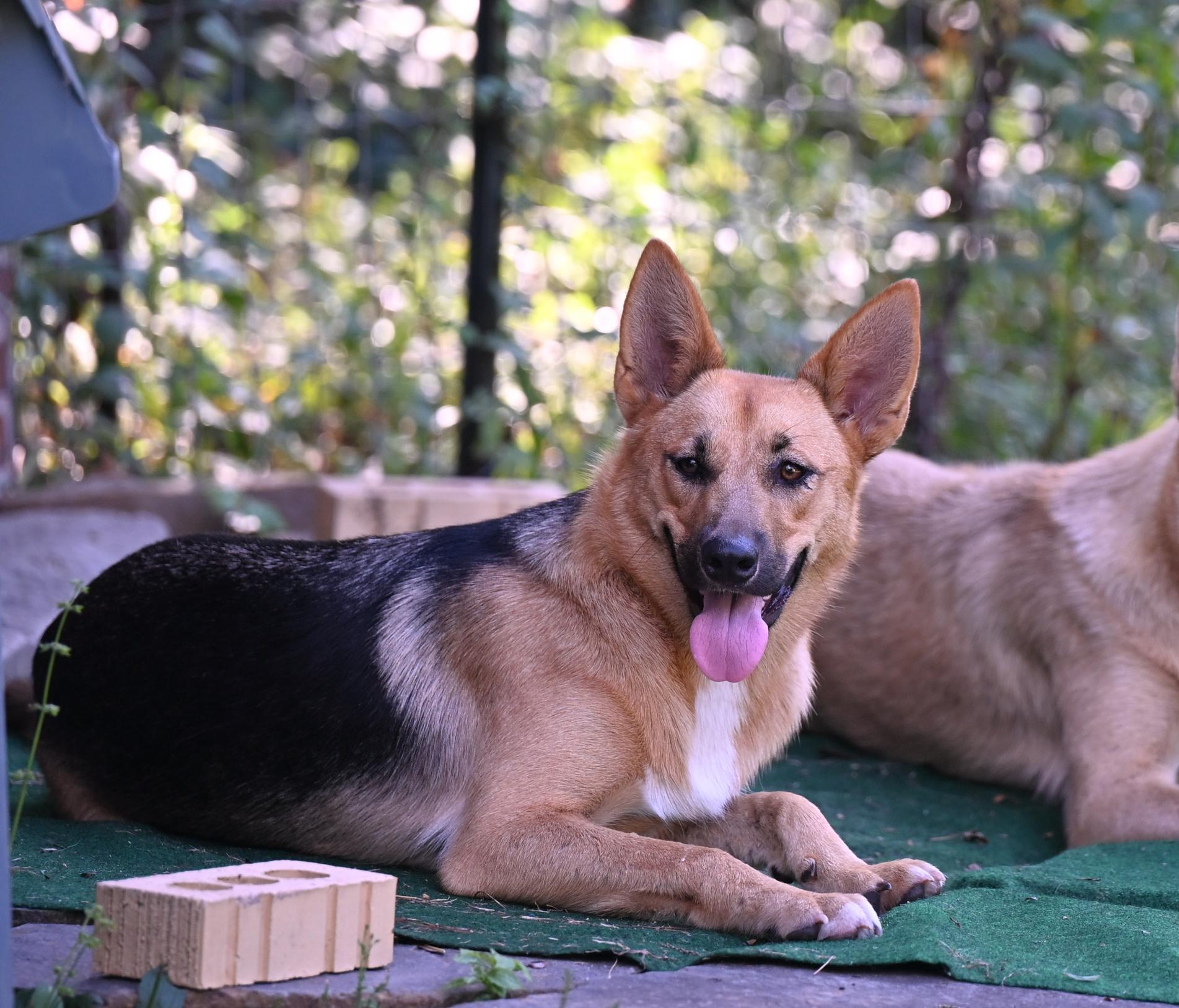 Cookie - WAIVED ADOPTION FEE, ADOPTABLE, Puppy Female German Shepherd Dog & Husky.