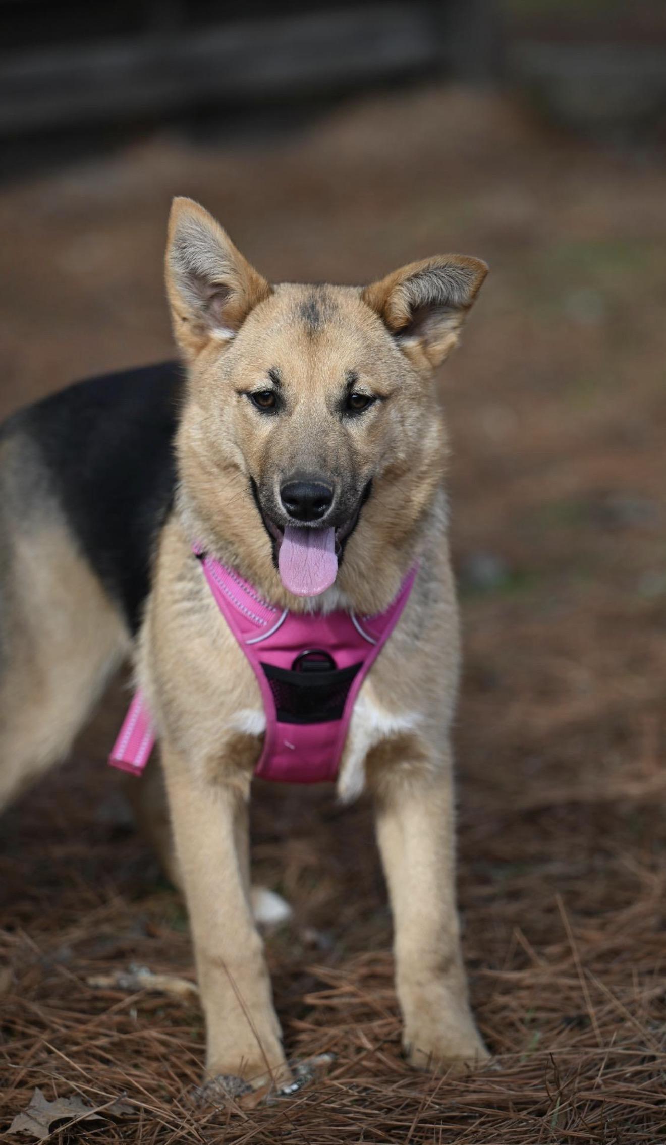 Cookie, a ADOPTABLE mixed breed in Lyndonville, VT image 2/3