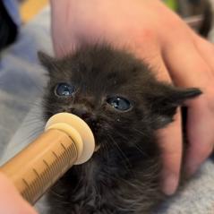Enlarge Pavarotti, a Adoptable Domestic Short Hair in Colorado Springs, CO image 1/1