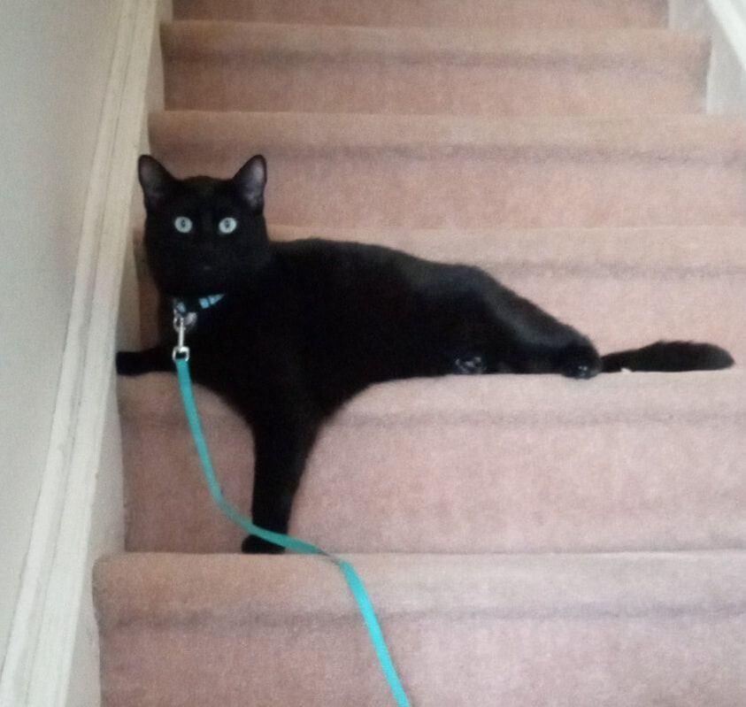 Enlarge Junior (bonded with Robin), a Adoptable Domestic Short Hair in Mississauga, ON image 1/5