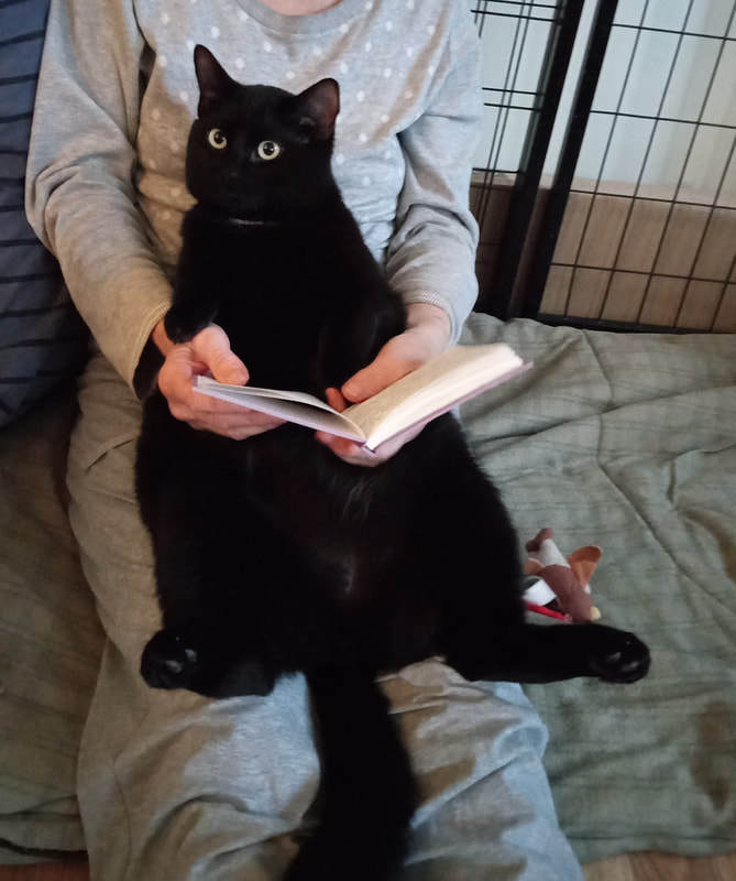 Enlarge Junior (bonded with Robin), a Adoptable Domestic Short Hair in Mississauga, ON image 3/5