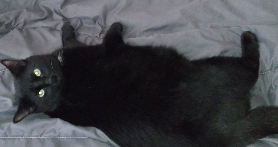 Enlarge Junior (bonded with Robin), a Adoptable Domestic Short Hair in Mississauga, ON image 4/5