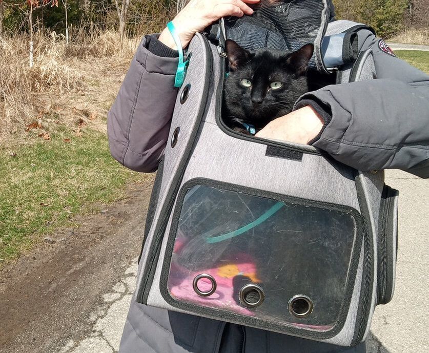 Enlarge Junior (bonded with Robin), a Adoptable Domestic Short Hair in Mississauga, ON image 5/5