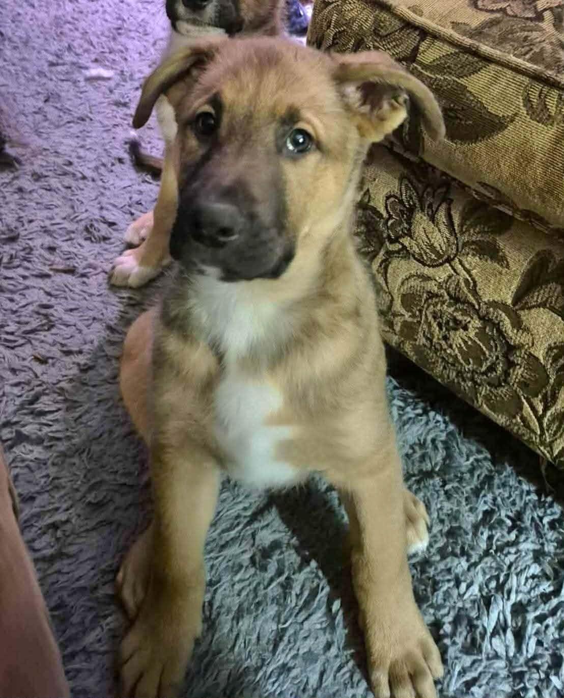 Enlarge Omaha , a Adoptable mixed breed in Dayton, OH image 5/6