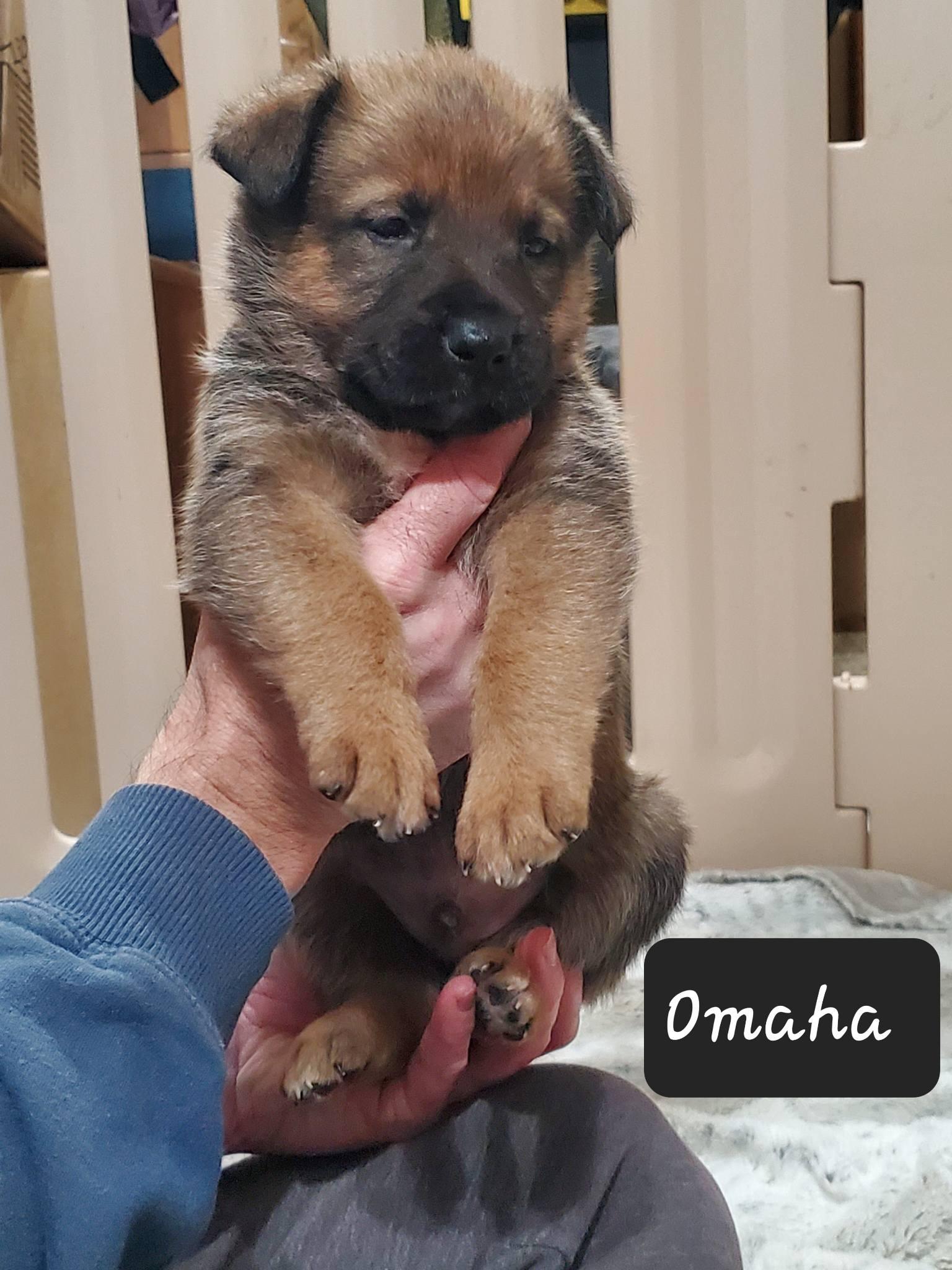 Enlarge Omaha , a Adoptable mixed breed in Dayton, OH image 6/6