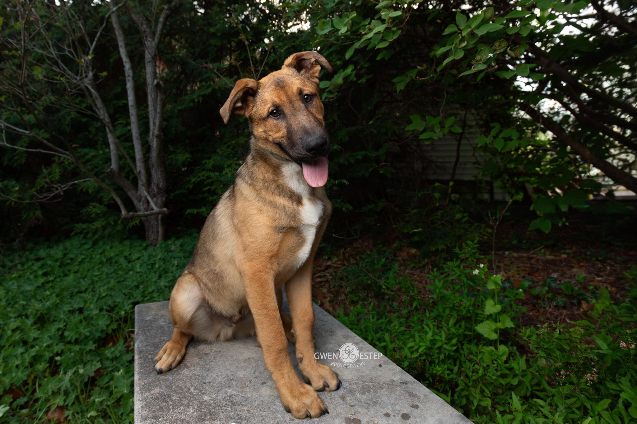Omaha , a Adoptable mixed breed in Dayton, OH image 2/6