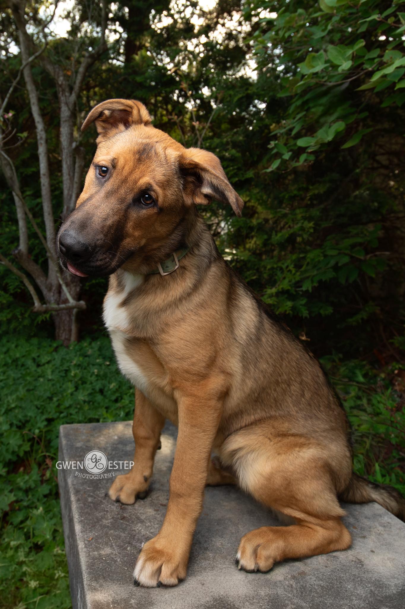 Omaha , Adoptable, Puppy Male German Shepherd Dog.