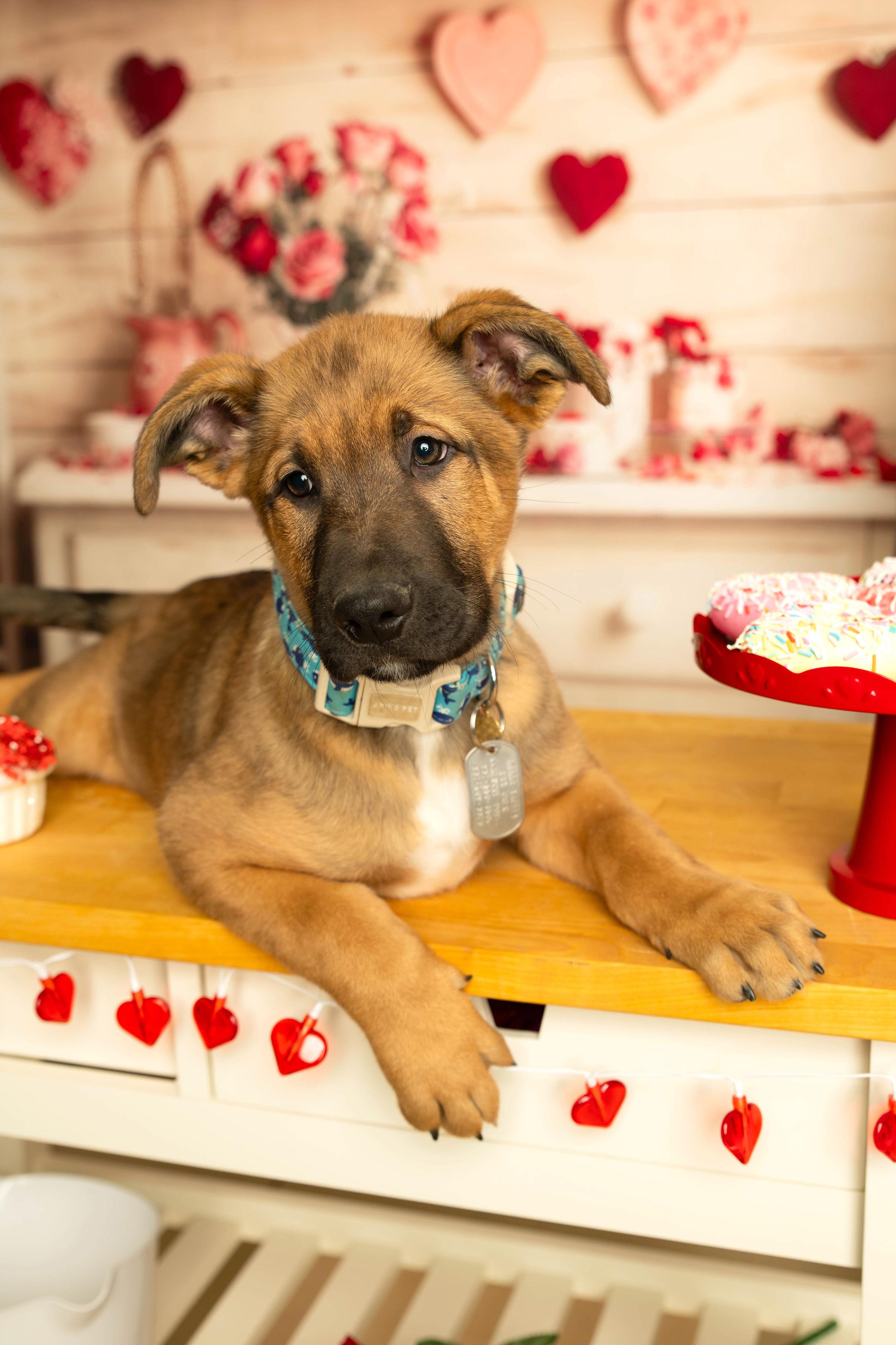 Enlarge Omaha , a Adoptable mixed breed in Dayton, OH image 2/6