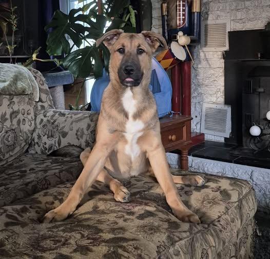 Omaha , a Adoptable mixed breed in Dayton, OH image 4/6