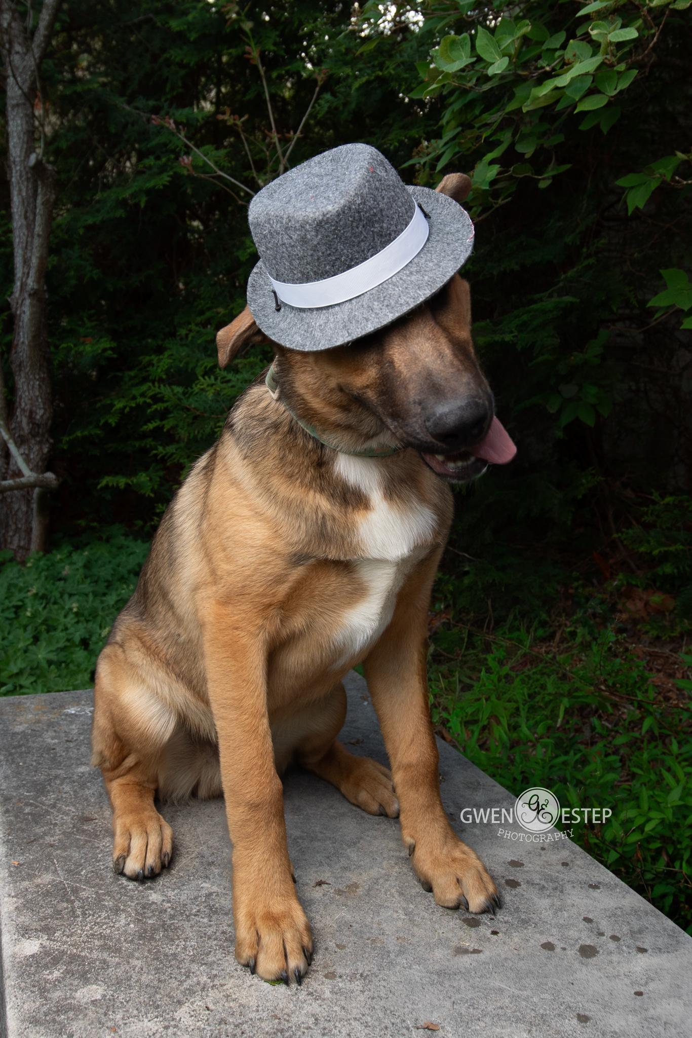 Omaha , a Adoptable mixed breed in Dayton, OH image 3/6