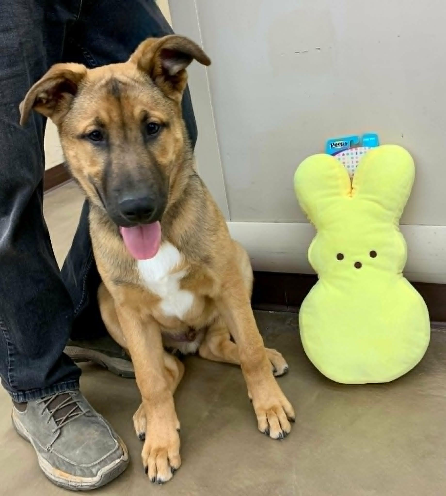 Omaha , Adoptable, Puppy Male German Shepherd Dog.