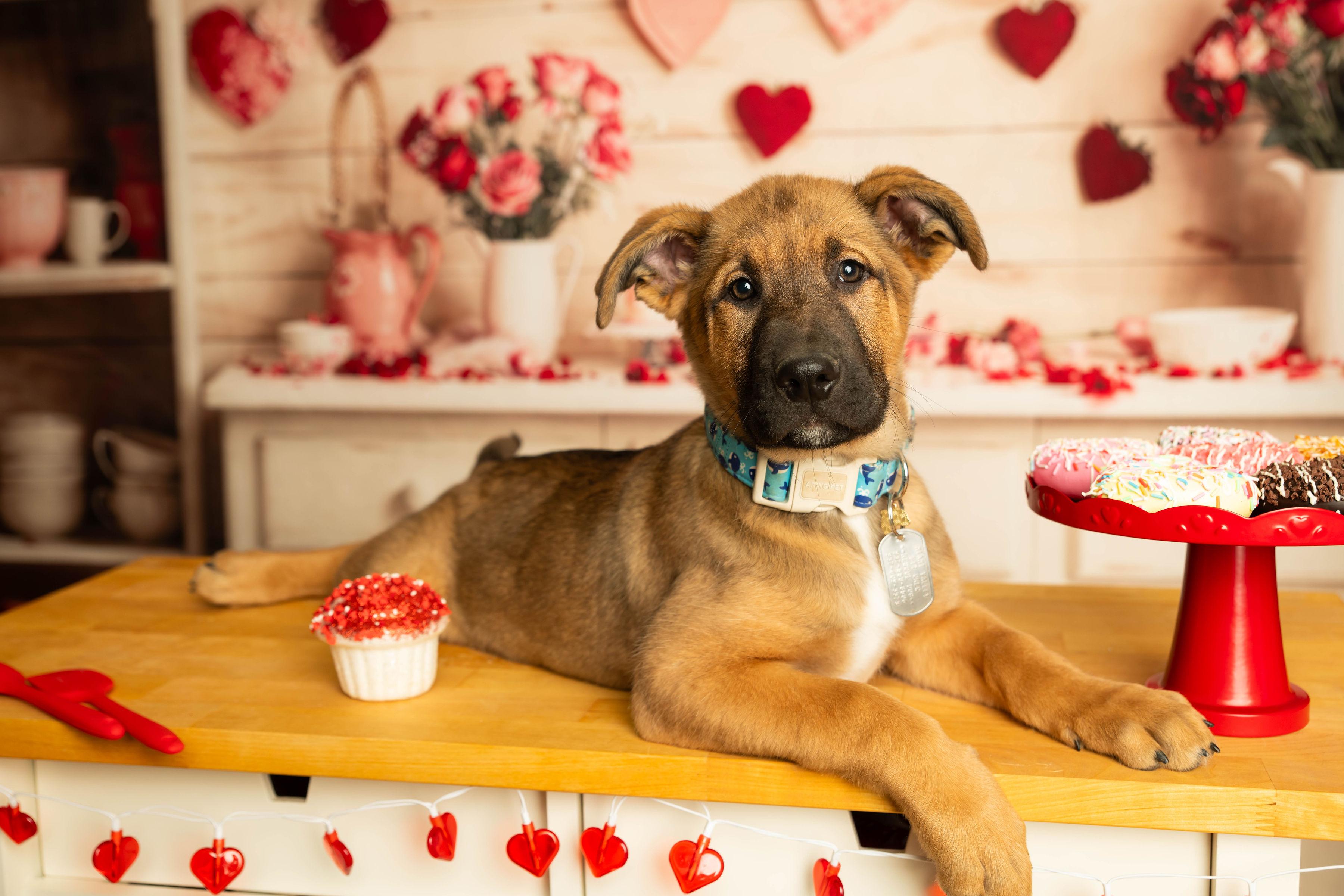 Enlarge Omaha , a Adoptable mixed breed in Dayton, OH image 3/6