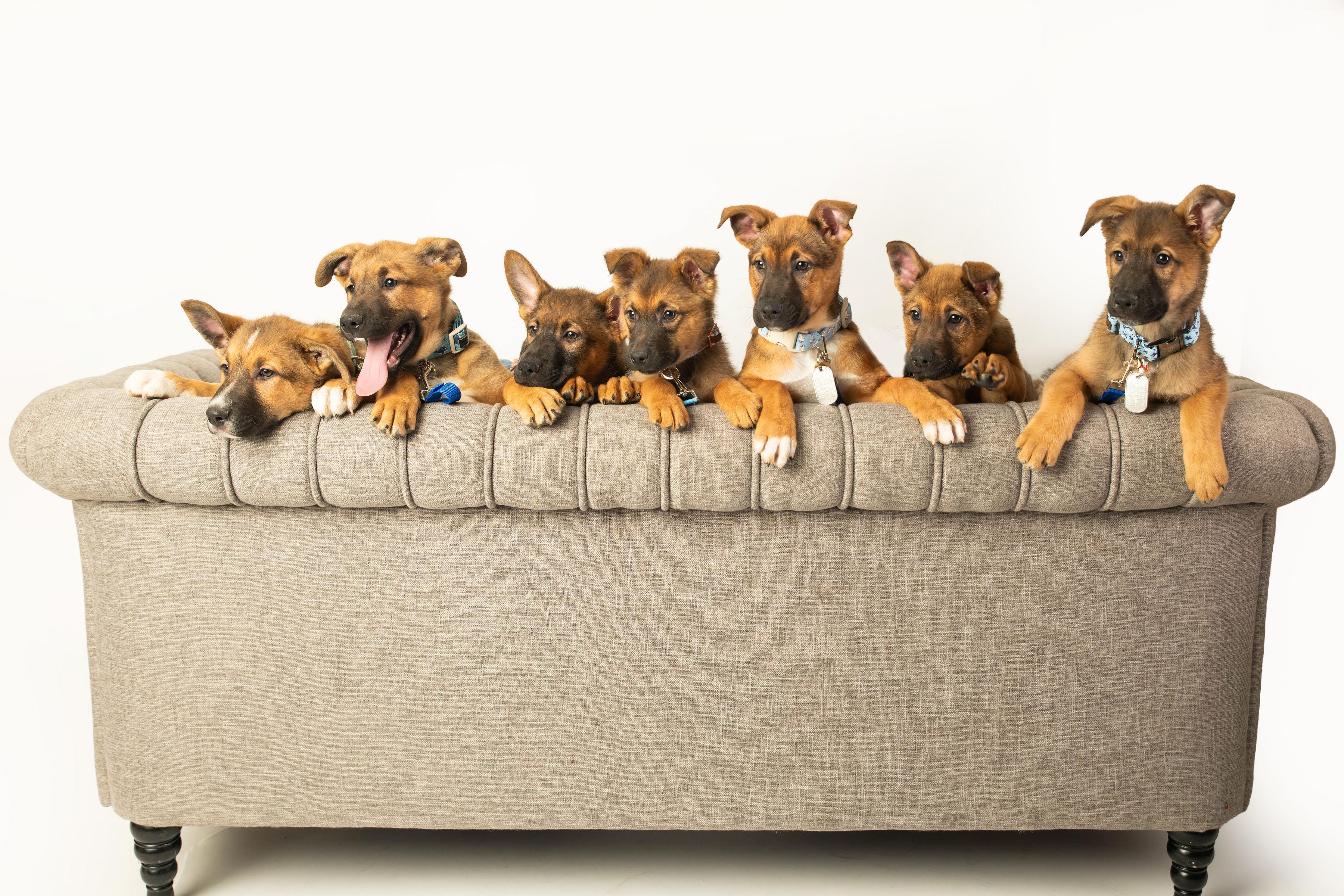 Enlarge Omaha , a Adoptable mixed breed in Dayton, OH image 4/6