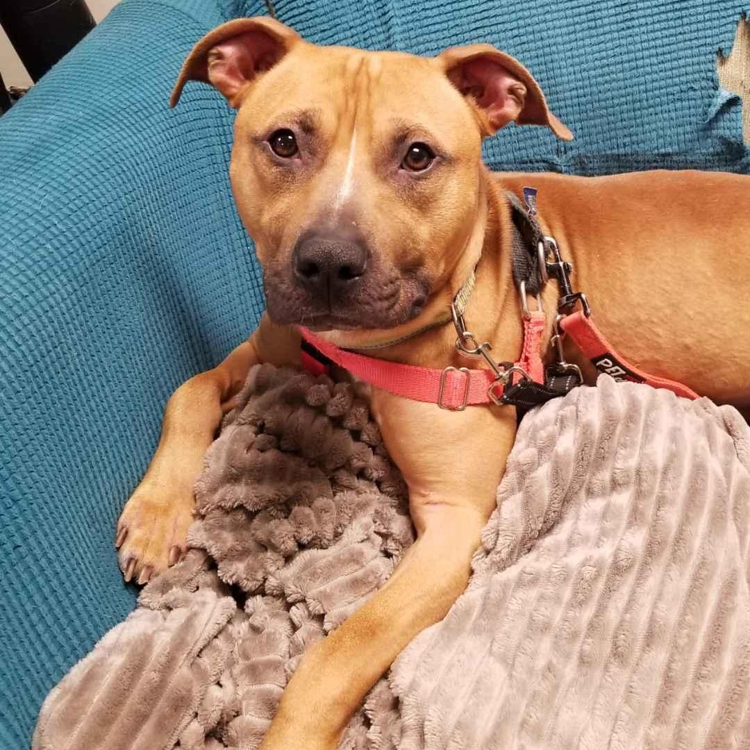 Enlarge Tommy , a ADOPTABLE mixed breed in Stratford, CT image 5/5