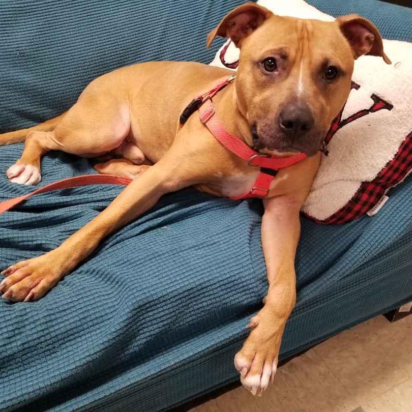 Enlarge Tommy , a ADOPTABLE mixed breed in Stratford, CT image 4/5