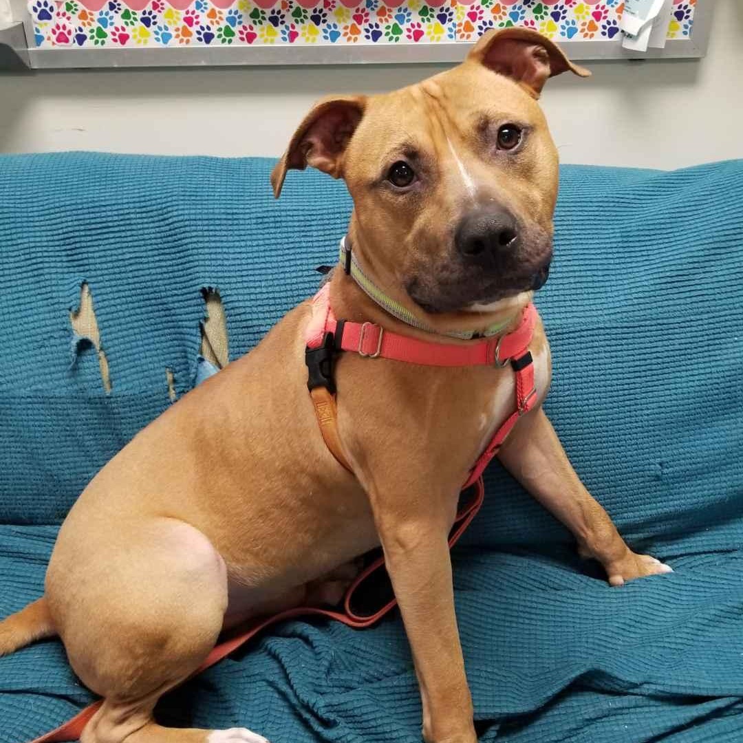 Enlarge Tommy , a ADOPTABLE mixed breed in Stratford, CT image 3/5