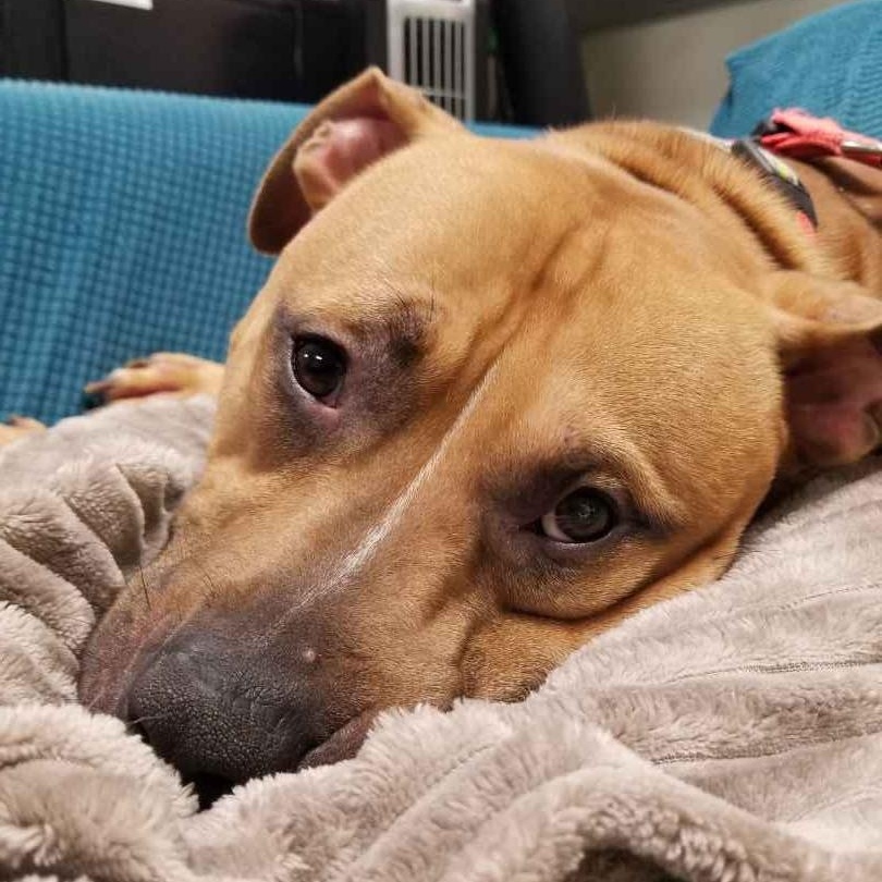 Tommy , ADOPTABLE, Young Male Pit Bull Terrier.